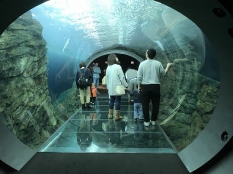 360°アクリルガラスで出来た海中トンネル "うみがたりチューブ"